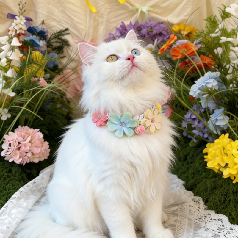 Wunderschönes Buntes Blumen-Ha – Photography Basic Bewertung und Preis